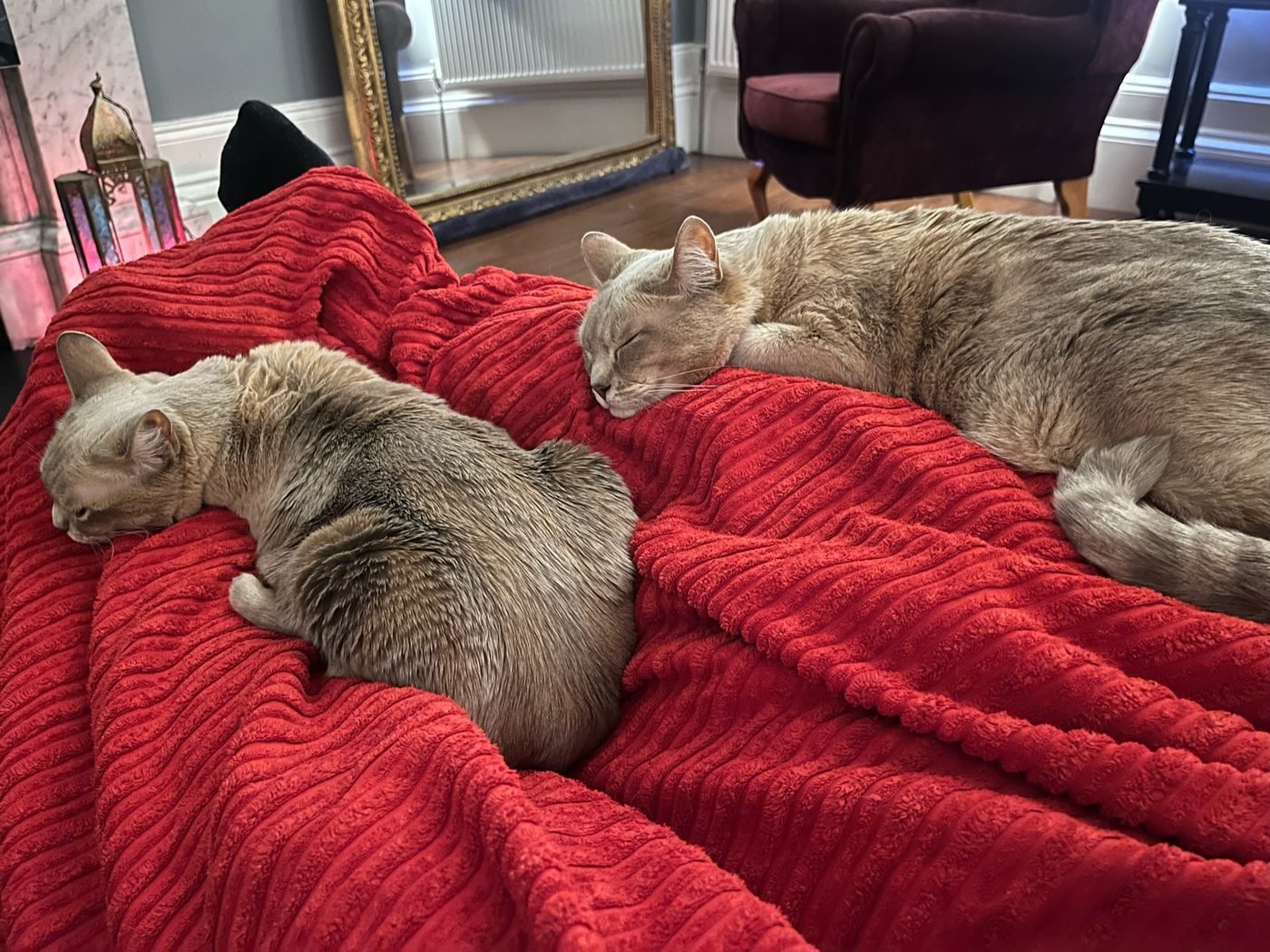Bubsy and Bundle, two cream-coloured Australian Mist cats, curled up asleep together on a red blanket